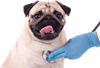 dog_img (1).png
